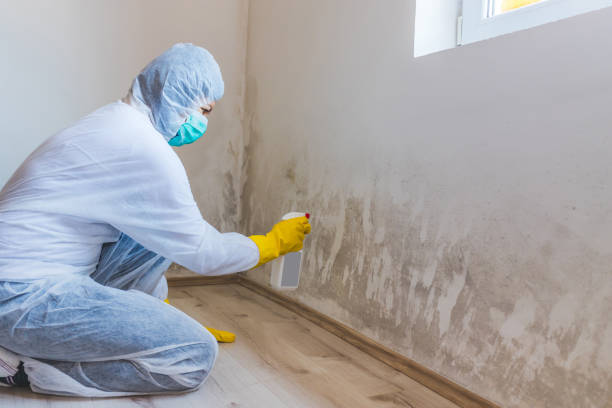 Licensed Basement Mold Remediation service in Wellington, FL - WQB Mold Removal