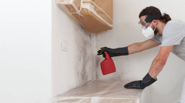 Professional Basement Mold Remediation technician working in Wellington, FL