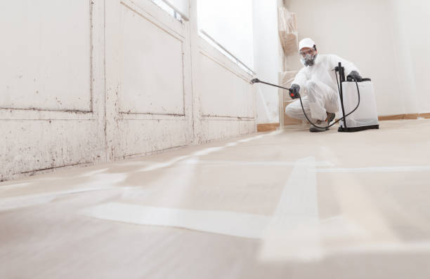 24/7 Emergency Basement Mold Remediation experts in Wellington, FL