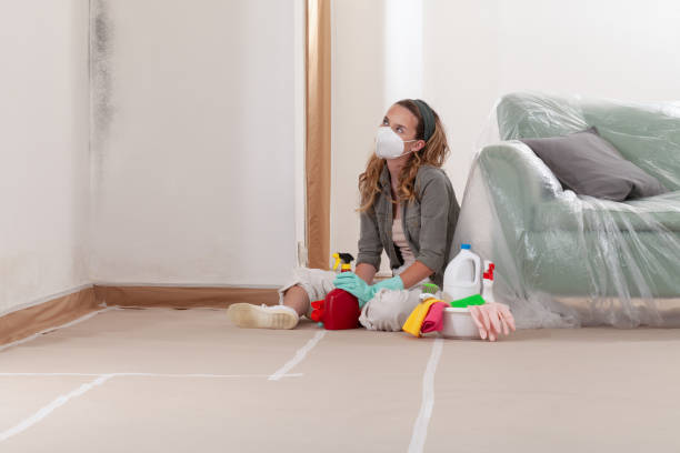 Reliable Basement Mold Remediation contractor in Wellington, FL by WQB Mold Removal